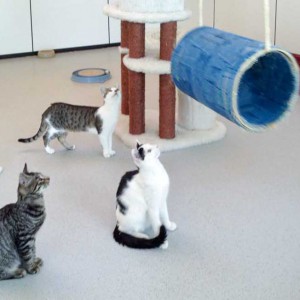 Antonia, Tigger und Niko (v.l.) erkunden die neue Schaukel / © 2015 Arche KaNaum (DN)