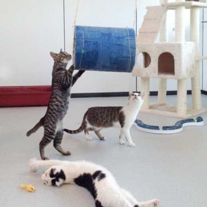 Antonia, Niko und Tigger (v.l.) / © 2015 Arche KaNaum (DN)