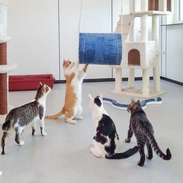 Tigger, Füchschen, Niko und Antonia (v.l.) mit der neuen Schaukel / © 2015 Arche KaNaum (DN)