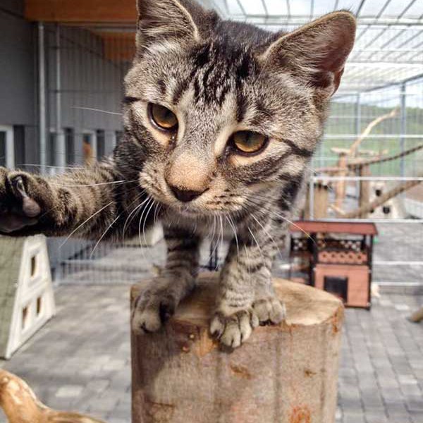 Kater Klaus / © 2015 Arche KaNaum (DN)