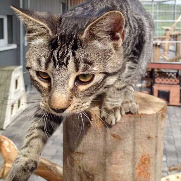 Kater Klaus / © 2015 Arche KaNaum (DN)