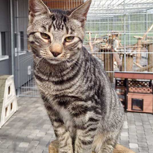 Kater Klaus / © 2015 Arche KaNaum (DN)