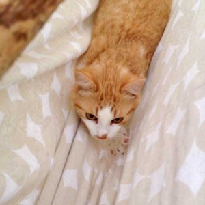 Kater Füchschen / © 2015 Arche KaNaum (DN)