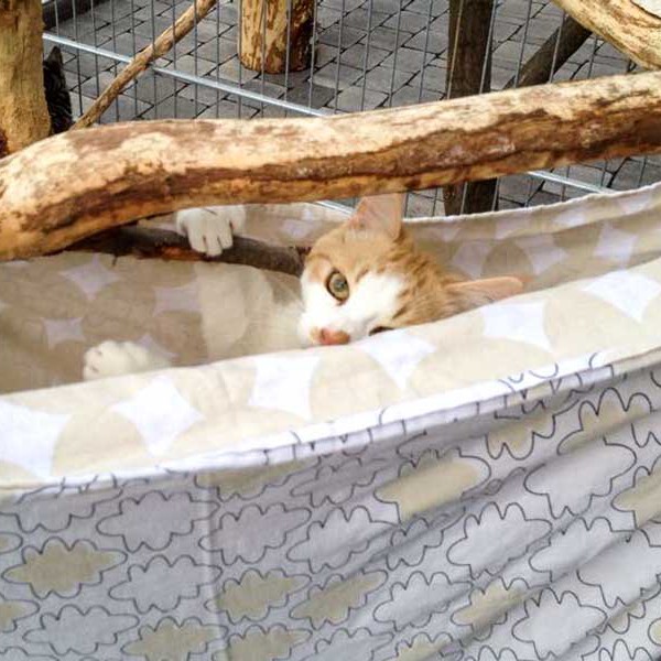 Kater Füchschen / © 2015 Arche KaNaum (DN)