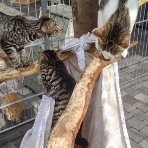 Klaus, Antonia und Tigger (v.l.) / © 2015 Arche KaNaum (DN)