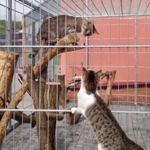 Tigger (r.) und Lenny / © 2015 Arche KaNaum (DN)