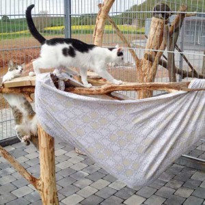 Tigger (l.) und Niko / © 2015 Arche KaNaum (DN)