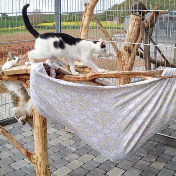 Tigger (l.) und Niko / © 2015 Arche KaNaum (DN)