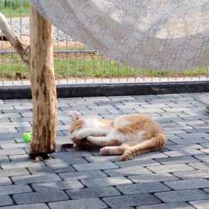 Kater Füchschen / © 2015 Arche KaNaum (DN)