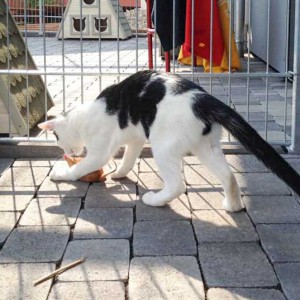 Kater Niko mit fetter Beute / © 2015 Arche KaNaum (DN)