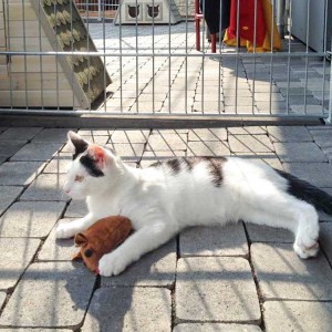 Kater Niko mit fetter Beute / © 2015 Arche KaNaum (DN)