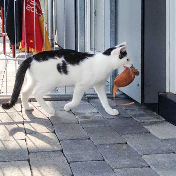 Kater Niko mit fetter Beute / © 2015 Arche KaNaum (DN)