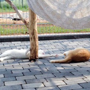 Kater Niko (l.) teilt seine Beute mit Kumpel Füchschen / © 2015 Arche KaNaum (DN)