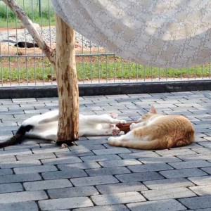Kater Niko (l.) teilt seine Beute mit Kumpel Füchschen / © 2015 Arche KaNaum (DN)