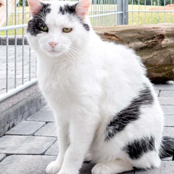 Kater Karl-Otto / © 2015 Arche KaNaum (NH) Kater Karl-Otto / © 2015 Arche KaNaum (NH)