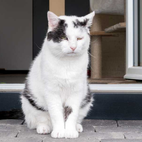 Kater Karl-Otto / © 2015 Arche KaNaum (NH) Kater Karl-Otto / © 2015 Arche KaNaum (NH)