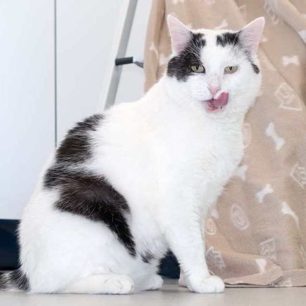 Kater Karl-Otto / © 2016 Arche KaNaum (NH) Kater Karl-Otto / © 2016 Arche KaNaum (NH)