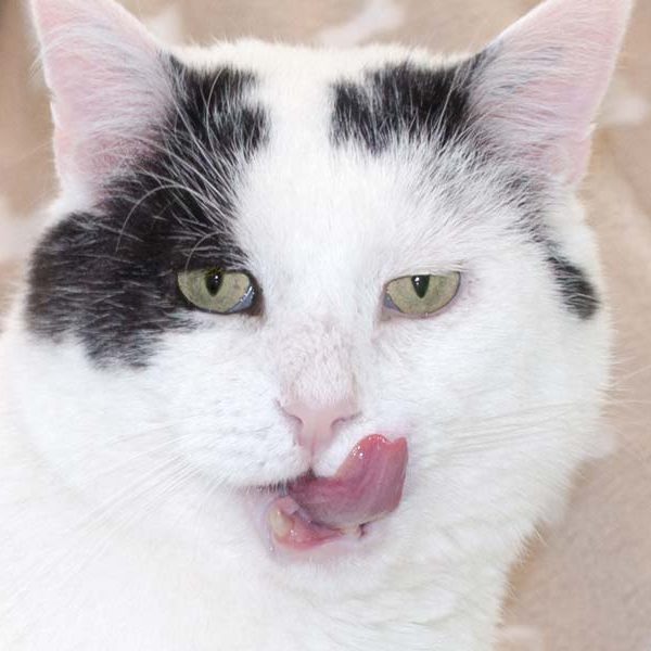 Kater Karl-Otto / © 2016 Arche KaNaum (NH) Kater Karl-Otto / © 2016 Arche KaNaum (NH)