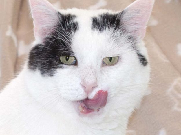 Kater Karl-Otto / © 2016 Arche KaNaum (NH)