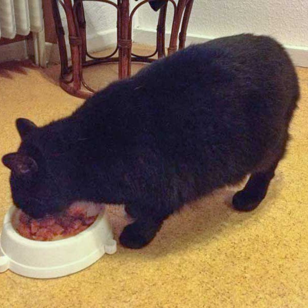 Kätzin Luzie Kätzin Luzie / © 2014 Arche KaNaum (DN)