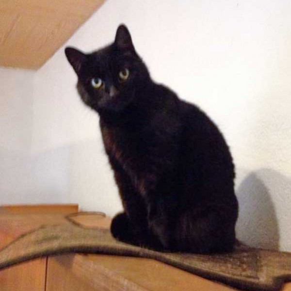 Kätzin Luzie / © 2014 Arche KaNaum (DN)