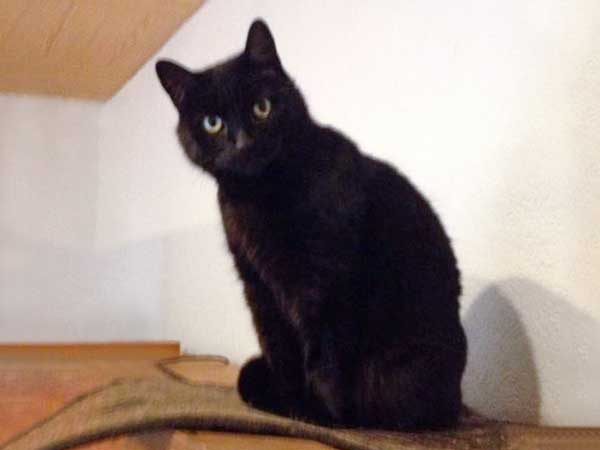 Kätzin Luzie / © 2014 Arche KaNaum (DN)