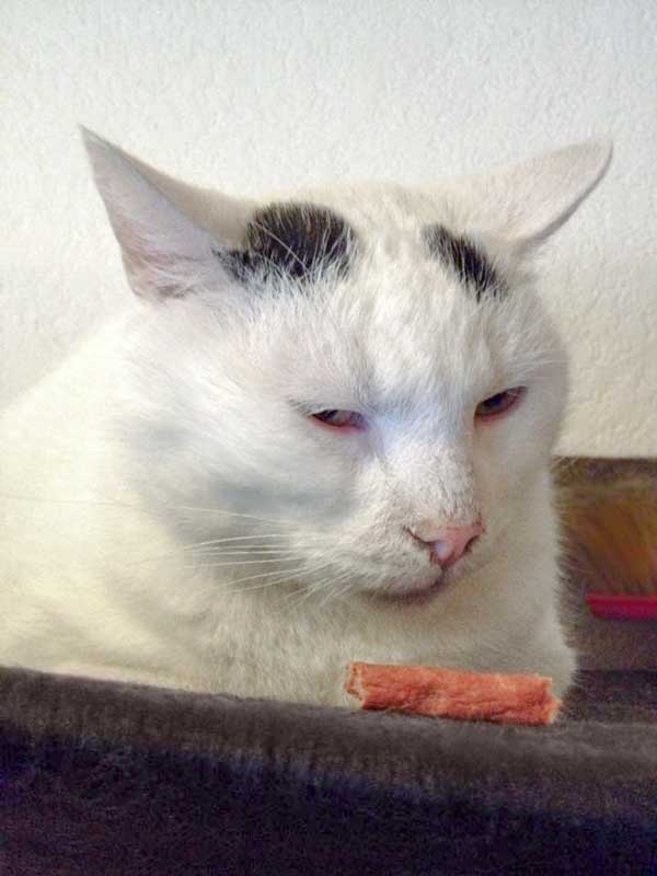 Kater Willi / © 2014 Arche KaNaum (DN)