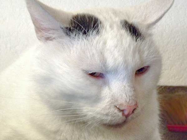 Kater Willi / © 2014 Arche KaNaum (DN)