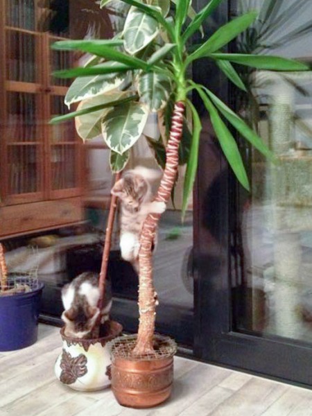 Kätzin Pünktchen (o.) und Brüderchen Tigger / © 2014 Arche KaNaum (DN)