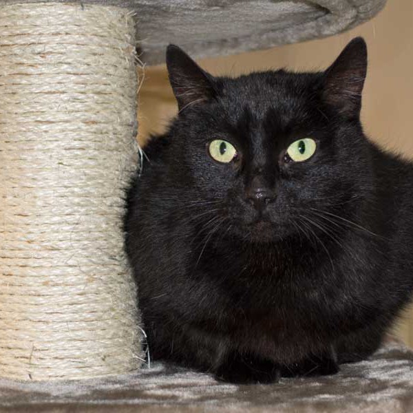 Kätzin Luzie Kätzin Luzie / © 2014 Arche KaNaum (NH)