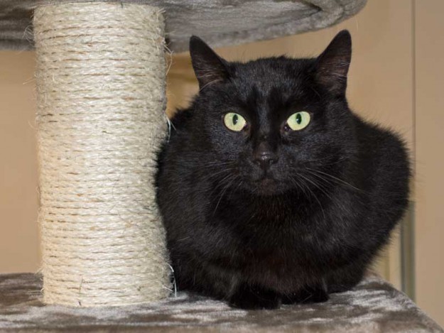 Kätzin Luzie / © 2014 Arche KaNaum (NH)