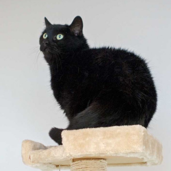 Kätzin Luzie Kätzin Luzie / © 2014 Arche KaNaum (NH)