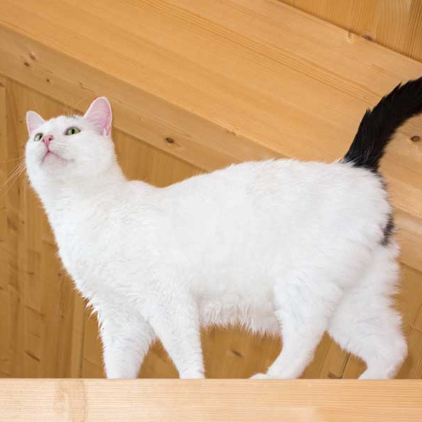 Kater Willi Kater Willi / © 2014 Arche KaNaum (NH)