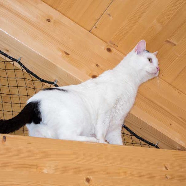 Kater Willi Kater Willi / © 2014 Arche KaNaum (NH)