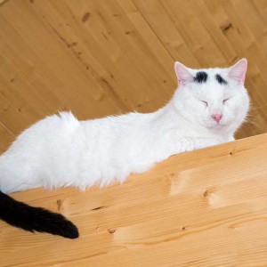 Kater Willi / © 2014 Arche KaNaum (NH)