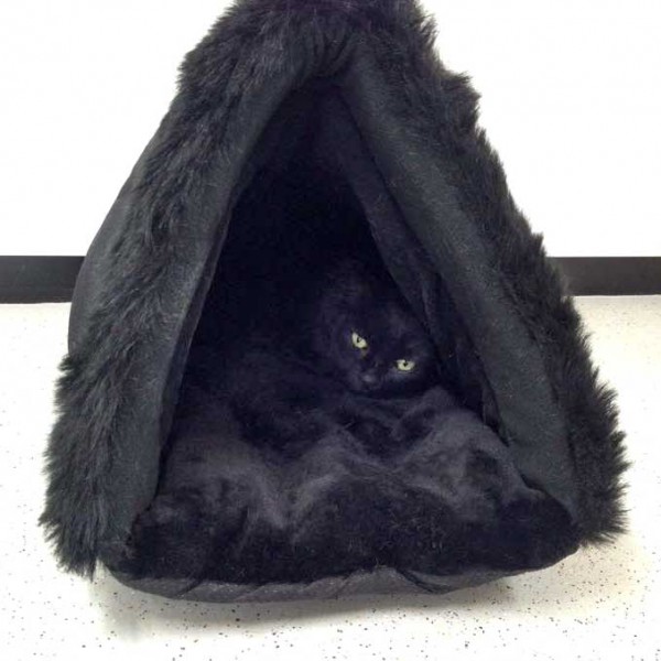 Kätzin Luzie / © 2014 Arche KaNaum (DN) Kätzin Luzie / © 2014 Arche KaNaum (DN)