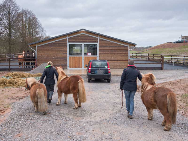 Willkommen im neuen Stall: Emma, Filou und Otto (v.l.) werden schon erwartet ... / © 2014 Arche KaNaum (NH)
