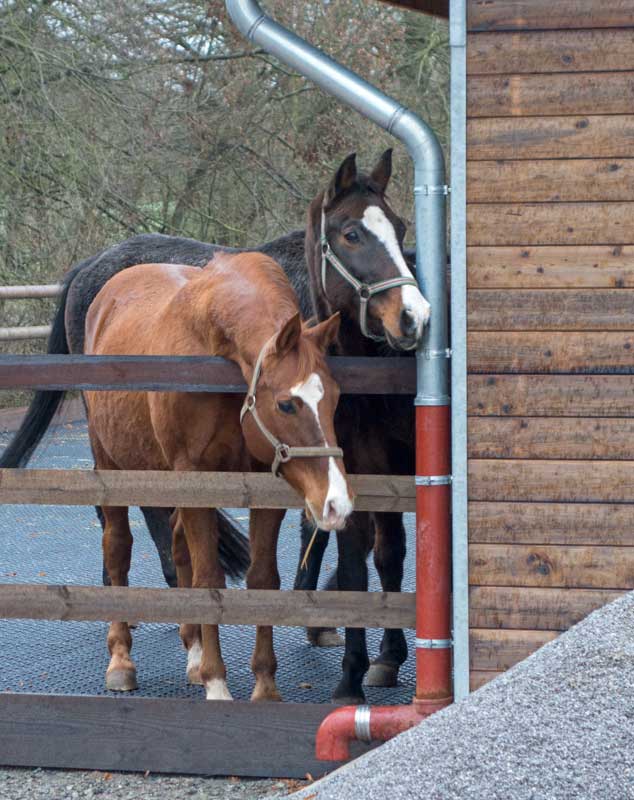 Henry, Carthago (v.l.) und Sir Tobi (h.) staunen über die Neuankömmlinge / © 2014 Arche KaNaum (NH)