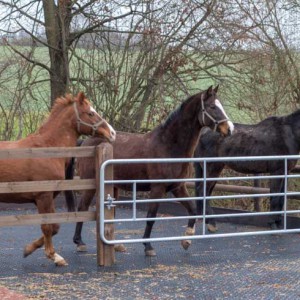 141221_pony-transport_039_v1kk Ganz aufgeregt: Henry, Carthago und Sir Tobi (v.l.) beobachten die winzigen Geschöpfe auf der anderen Seite des Zauns / © 2014 Arche KaNaum (NH)