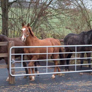 Ganz aufgeregt: Carthago, Henry und Sir Tobi (v.l.) beobachten die winzigen Geschöpfe auf der anderen Seite des Zauns Ganz aufgeregt: Carthago, Henry und Sir Tobi (v.l.) beobachten die winzigen Geschöpfe auf der anderen Seite des Zauns / © 2014 Arche KaNaum (NH)