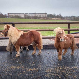 Filou, Otto (v.l.) und Emma (h.) erkunden ihren Paddock Filou, Otto (v.l.) und Emma (h.) erkunden ihren Paddock / © 2014 Arche KaNaum (NH)