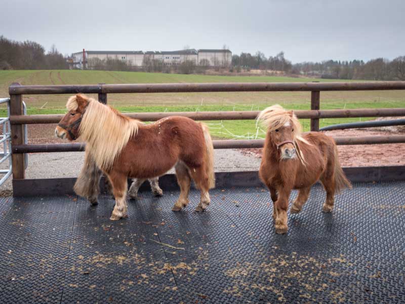 Filou, Otto (v.l.) und Emma (h.) erkunden ihren Paddock / © 2014 Arche KaNaum (NH)