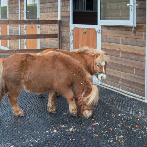 Otto (v.) und Emma erkunden ihren Paddock Otto (v.) und Emma erkunden ihren Paddock / © 2014 Arche KaNaum (NH)