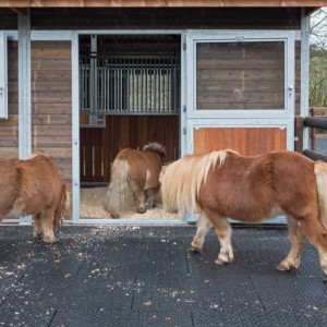 Otto, Emma und Filou (v.l.) erkunden ihren neuen Stall Otto, Emma und Filou (v.l.) erkunden ihren neuen Stall / © 2014 Arche KaNaum (NH)