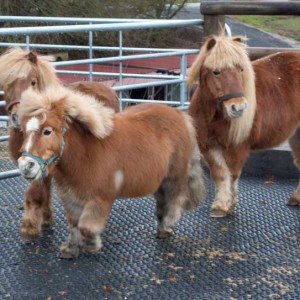 Emma, Otto und Filou (v.l.) erkunden ihren Paddock Emma, Otto und Filou (v.l.) erkunden ihren Paddock / © 2014 Arche KaNaum (NH)