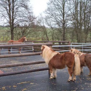 Filou, Otto und Emma (v.l.) entdecken unsere 3 „Rentner“ Filou, Otto und Emma (v.l.) entdecken unsere 3 "Rentner" / © 2014 Arche KaNaum (NH)
