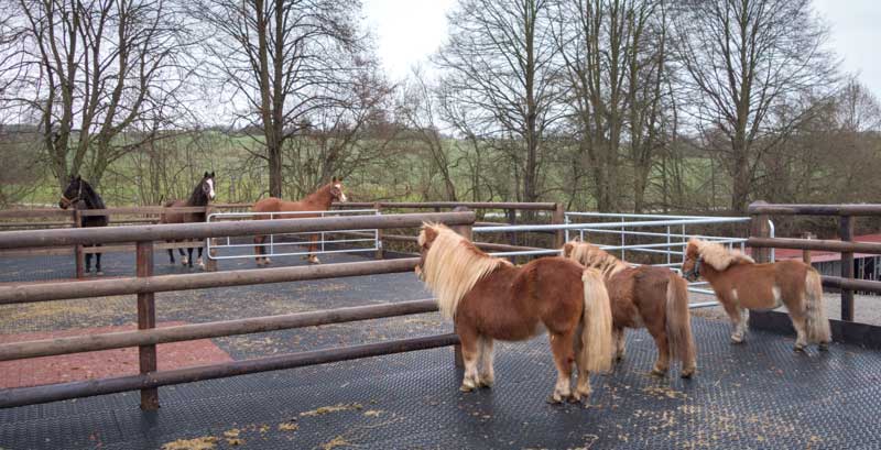 Filou, Otto und Emma (v.l.) entdecken unsere 3 "Rentner" / © 2014 Arche KaNaum (NH)