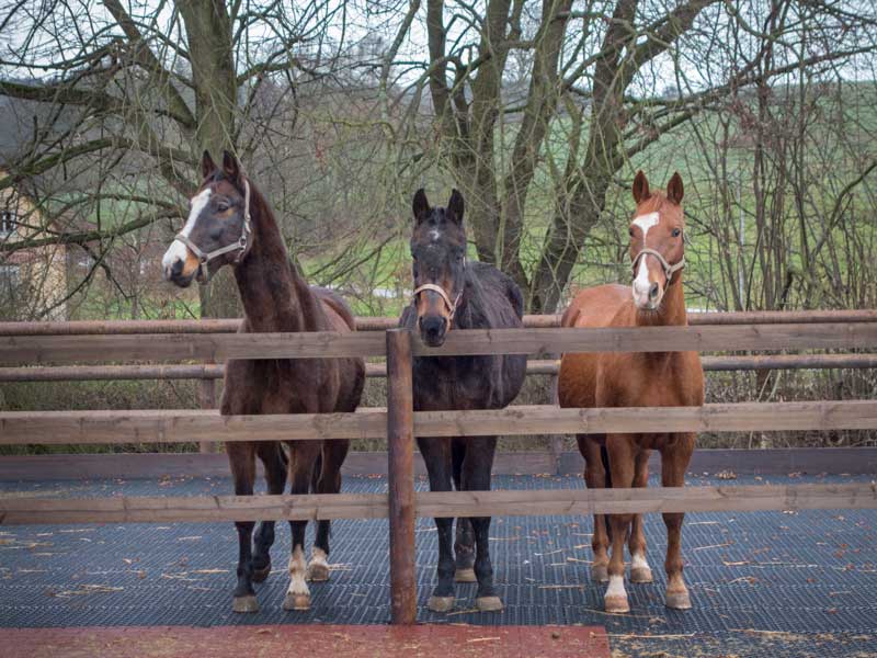 Carthago, Sir Tobi und Henry (v.l.) staunen über die Neuankömmlinge / © 2014 Arche KaNaum (NH)