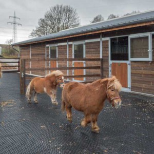 Filou, Emma und Otto (v.l.) erkunden ihren Paddock Filou, Emma und Otto (v.l.) erkunden ihren Paddock / © 2014 Arche KaNaum (NH)