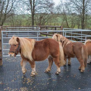 Filou, Otto und Emma (v.l.) entdecken unsere 3 „Rentner“ Filou, Otto und Emma (v.l.) entdecken unsere 3 "Rentner" / © 2014 Arche KaNaum (NH)